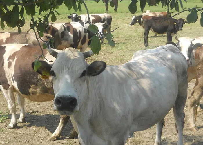 Agriturismo Cascina Gai Carignano (Piedmont)